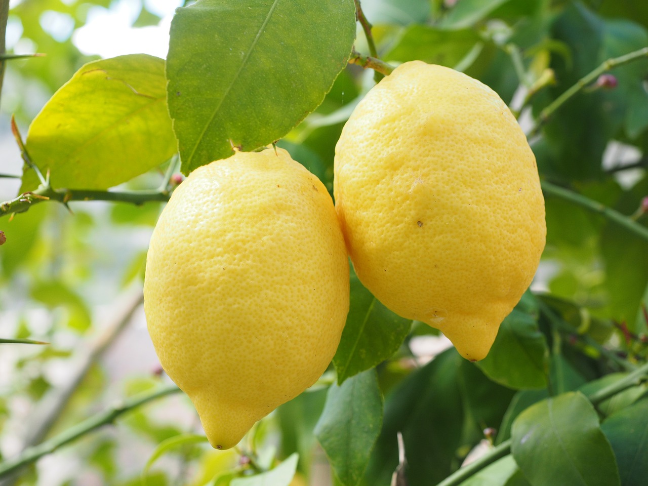 Coltivare limoni
