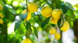 Come innestare una pianta di limone: tutti i consigli del giardiniere