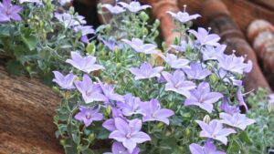 Con il Platycodon Grandiflorus il tuo balcone sarà bellissimo