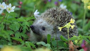 Perché è importante avere un riccio in giardino? La risposta è inaspettata