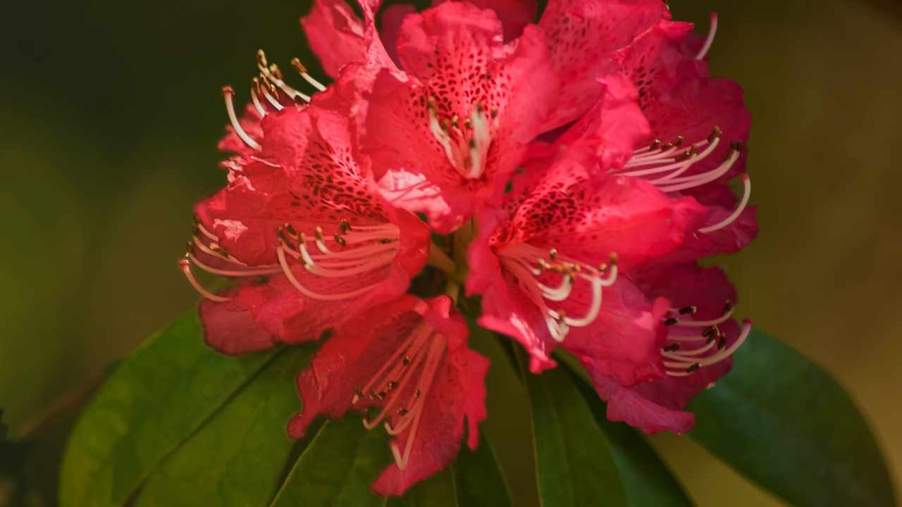 Bellissimo rododendro