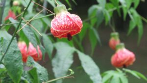 Abutilon, ne hai mai sentito parlare? Come coltivarlo e tutto quello che devi sapere