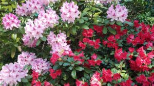 9 arbusti fioriti perenni che non devi perdere: il tuo giardino sarà coloratissimo