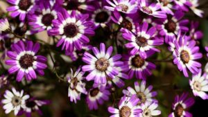 Cineraria in casa: come prendertene cura