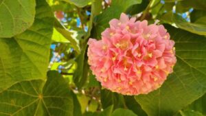 Dombella rosa: un fiore profumato che ricorda quello di un biscotto appena sfornato