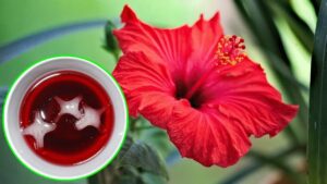 Ibisco, come coltivare in vaso o in giardino il fiore del karkadè: trucchi e consigli