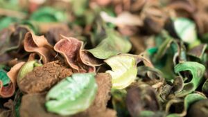 5 rimedi (naturali) per sbarazzarti di tutti gli insetti