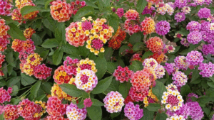 La pianta dai fiori di mille colori: tutto quello che devi sapere sulla lantana Camara