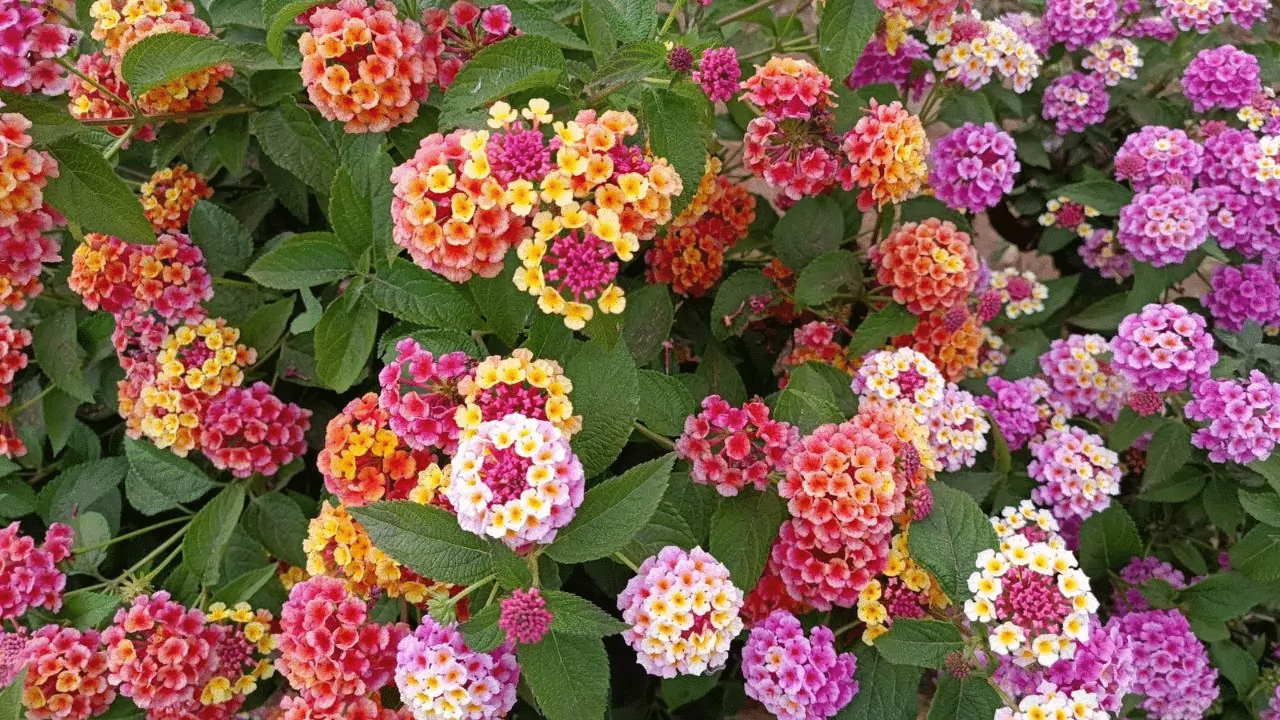 fiori colorati