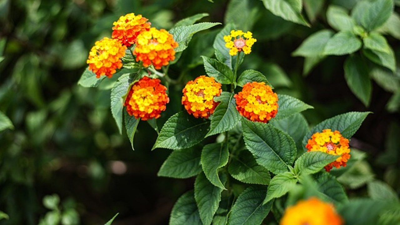 lantana