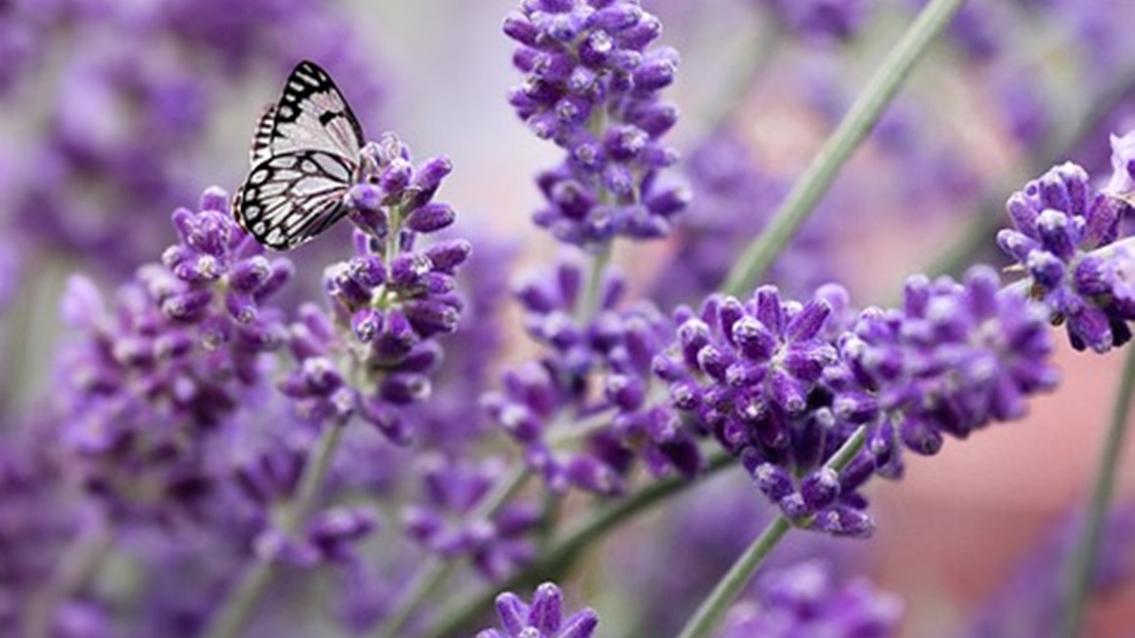 fiori di lavanda