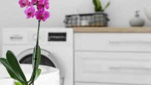 Anche tu hai messo l’orchidea in bagno? Allora devi prestare attenzione a queste 5 cose