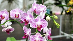 Perché devi pulire le foglie delle tue orchidee e come farlo