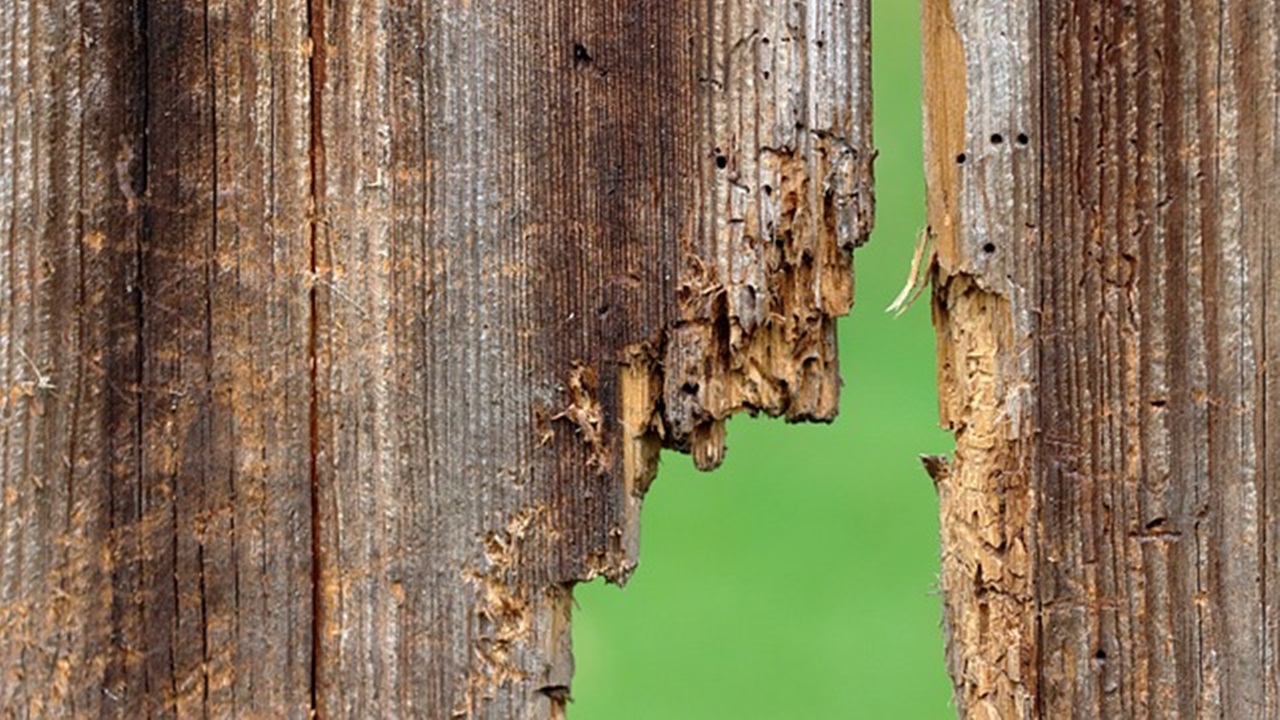 tavola di legno