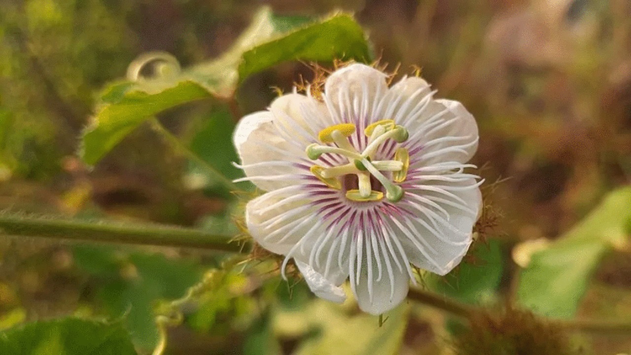 fiore della passione