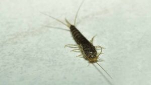 Forse conosci già i rimedi per liberarti dei pesciolini d’argento, ma lo sai perché invadono la tua casa?