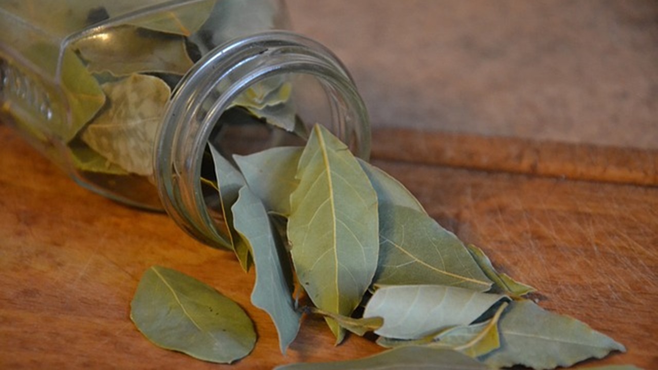 foglie di alloro