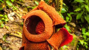 5 piante sorprendenti che devi assolutamente conoscere