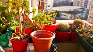 Proteggi così le piante del tuo balcone dal freddo