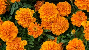 Le piante arancioni più belle per il tuo giardino