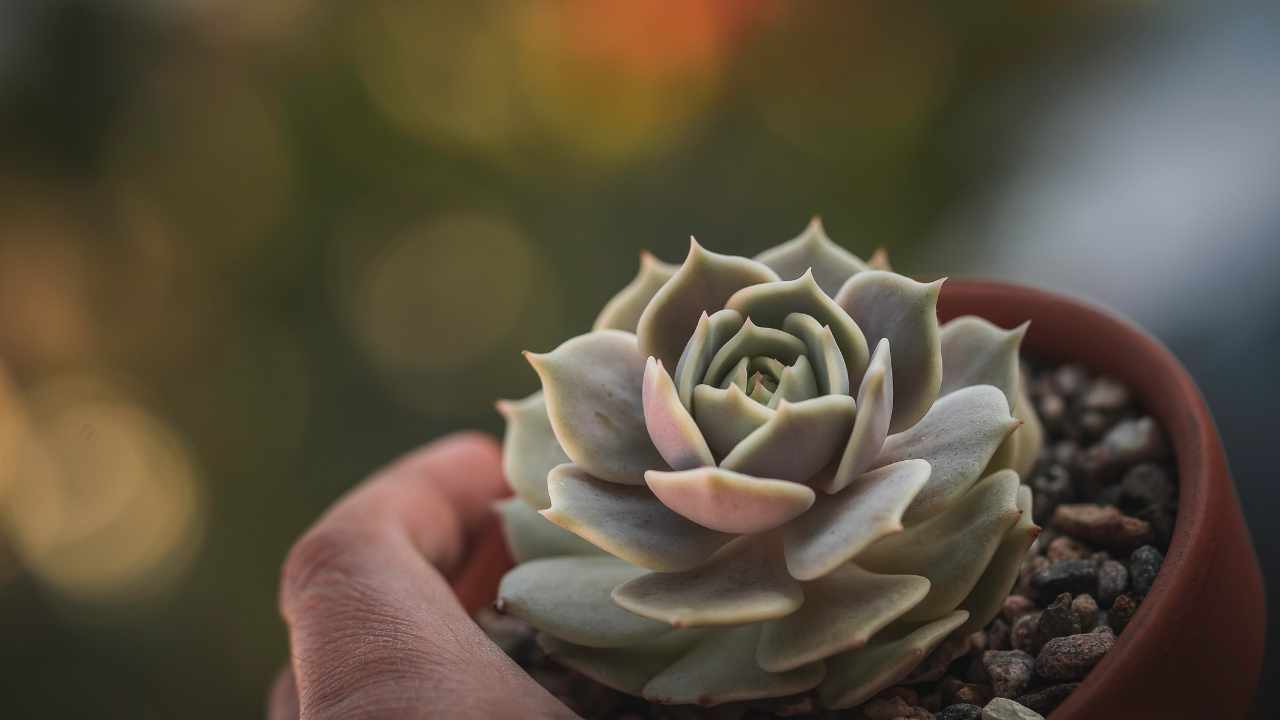 succulenta