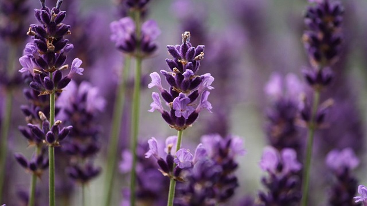 lavanda