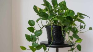 Crescita del pothos: segui questi preziosissimi consigli