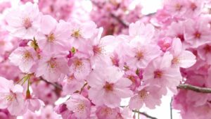 Sakura: significato dei bellissimi fiori di ciliegio giapponesi