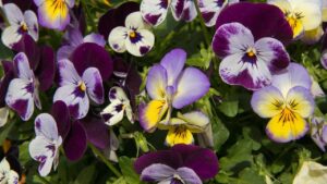 Viola invernale: coltivala così e avrai un giardino coloratissimo anche nei mesi freddi