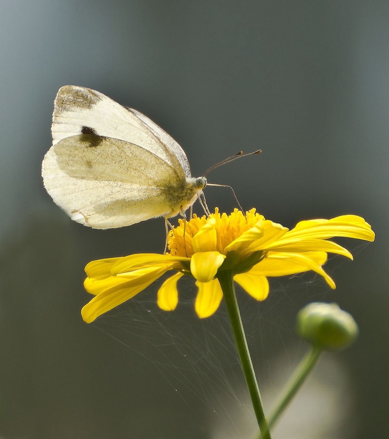 Farfalla adagiata su fiore