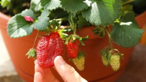 Come coltivare le fragole in vaso e curarle nel modo giusto