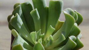 È la pianta succulenta perfetta per chi è alle prime armi