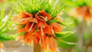 Fritillaria imperialis: trucchi e segreti per prendersi cura di questa pianta anti talpe