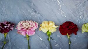 Garofani, il significato dei colori nel linguaggio dei fiori