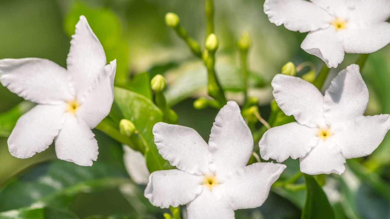 Fiori bianchi di gelsomino