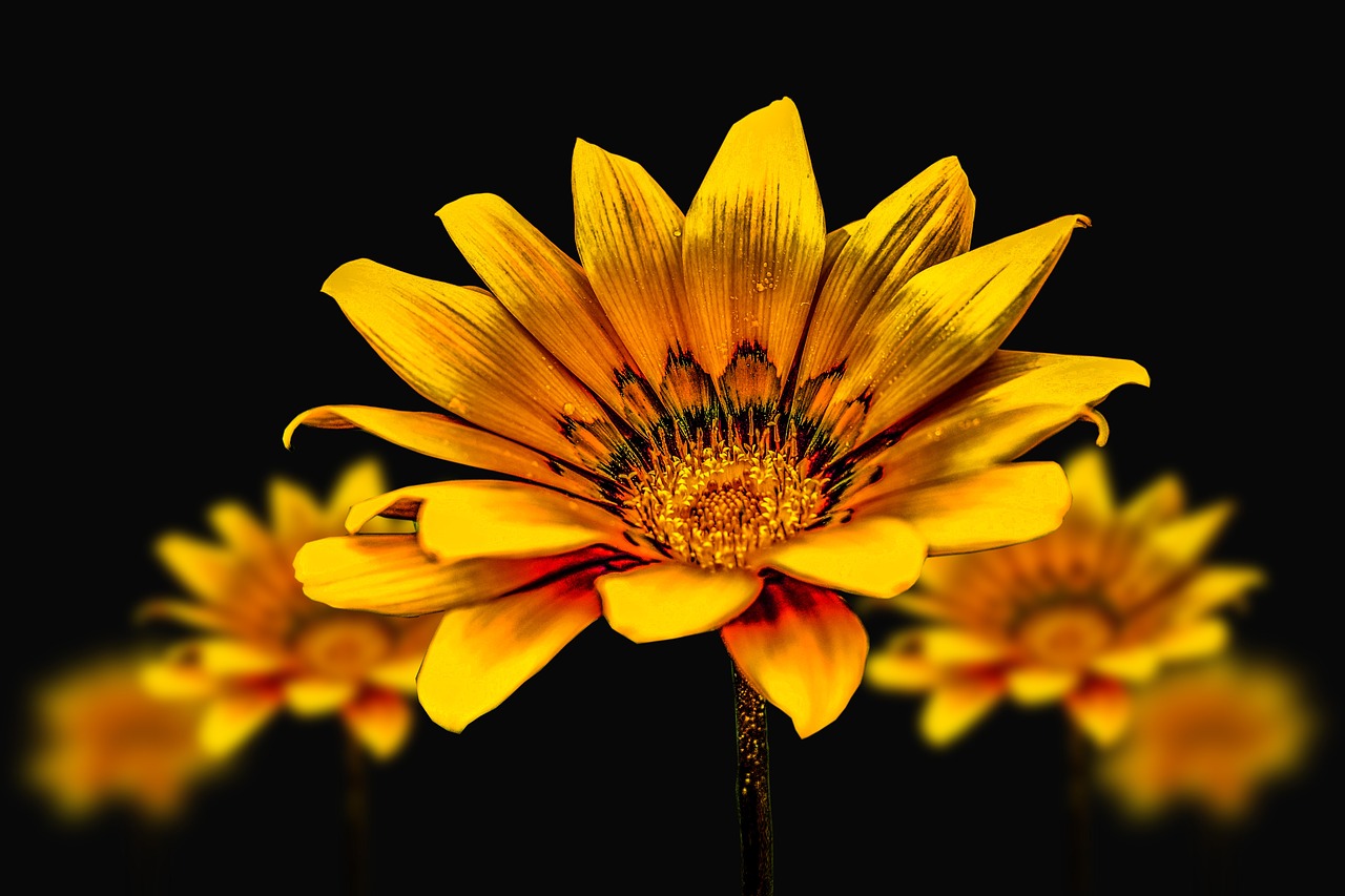 Gerbera gialla