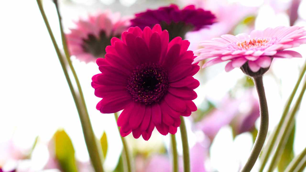 Fiori gerbera