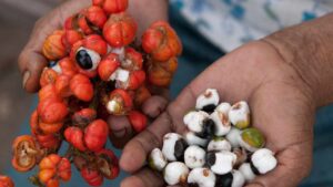 Lo chiamano il superfood che aiuta la concentrazione: cos’è e come si consuma il Guaranà