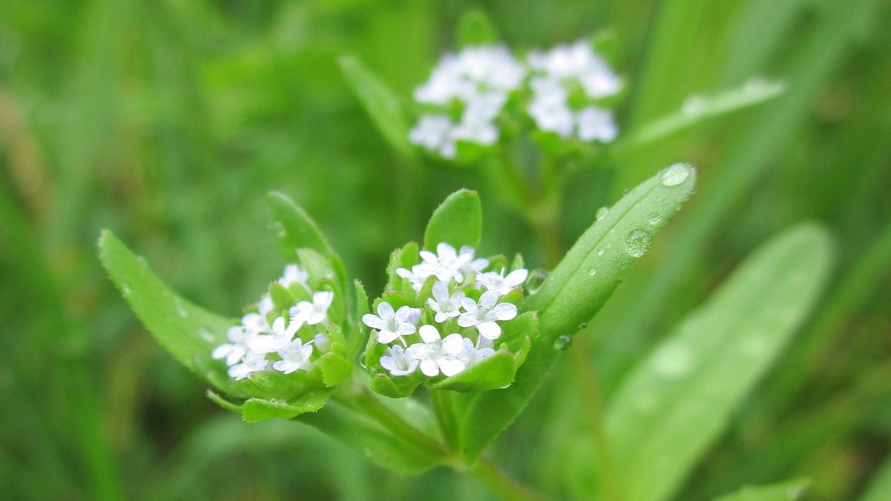 Insalata valeriana macro