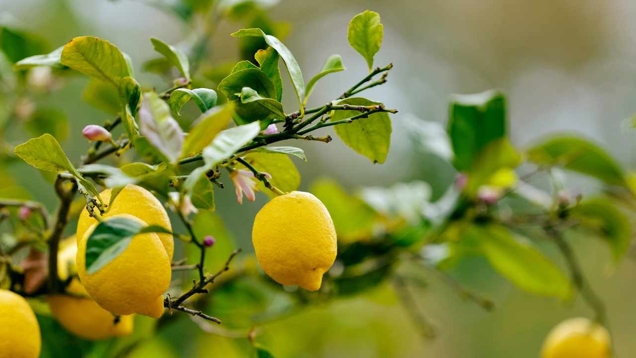 Pianta limoni
