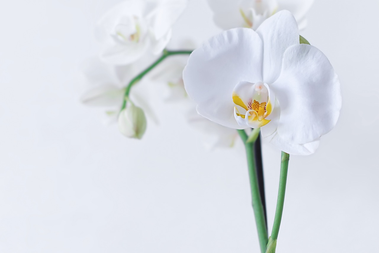 Fiori bianchi orchidea