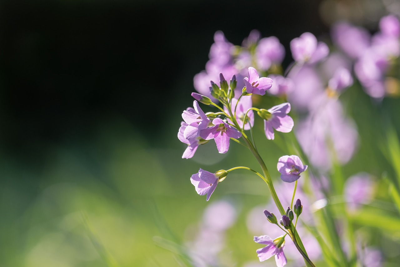 Tipo di orchidea