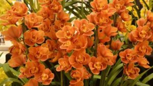 Orchidee Cymbidium, come ottenere fiori straordinari