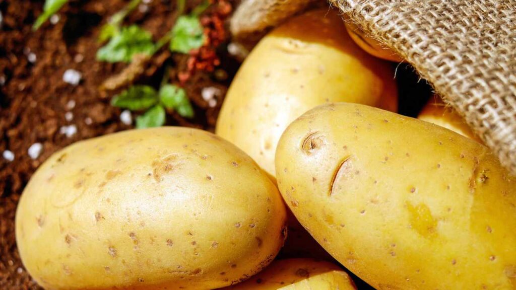 Raccolta patate