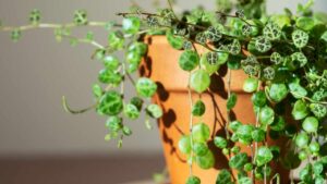 Cinque piante che faranno la differenza dentro la tua casa