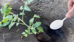Non piantate mai i pomodori senza questo fertilizzante: mettetene una manciata nel terreno