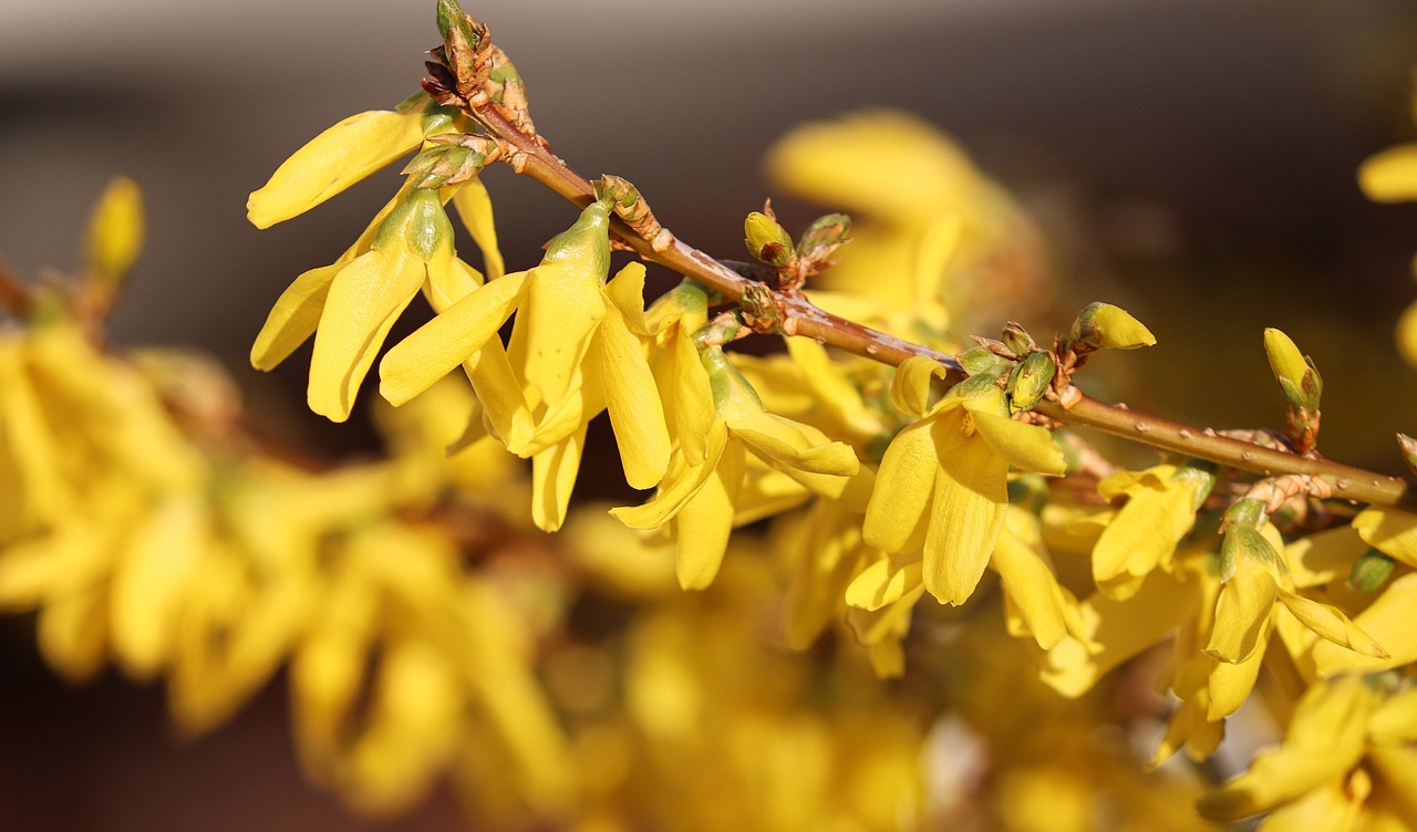 Foglie Forsythia