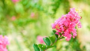 5 alberi dai fiori colorati per rendere il tuo giardino spettacolare