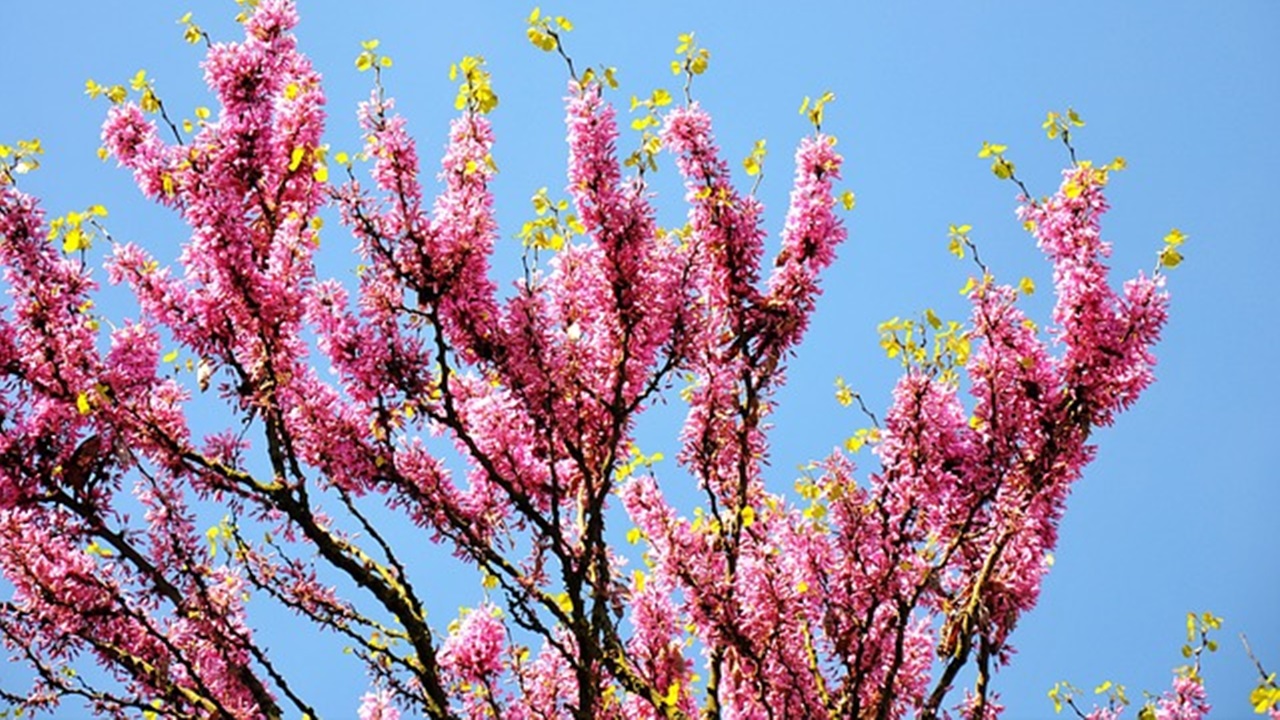  Cercis occidentalis