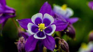 Quando fiorisce è uno spettacolo: come si coltiva l’Aquilegia